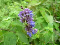 Salvia mocinoi