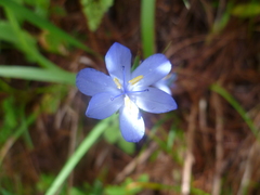 Orthrosanthus monadelphus