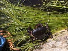 Potamonautes brincki