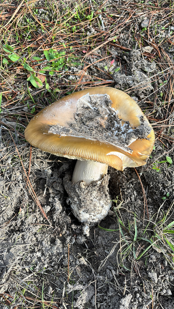 Amanita calyptroderma · December 2025 · photo: © nelsonb (iNaturalist, cc-by)