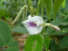 Clitoria