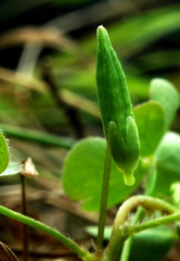 Oxalis corniculata corniculata