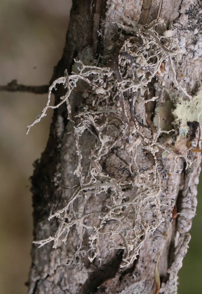 Dendrographa leucophaea