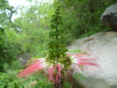 Calliandra houstoniana calothyrsus