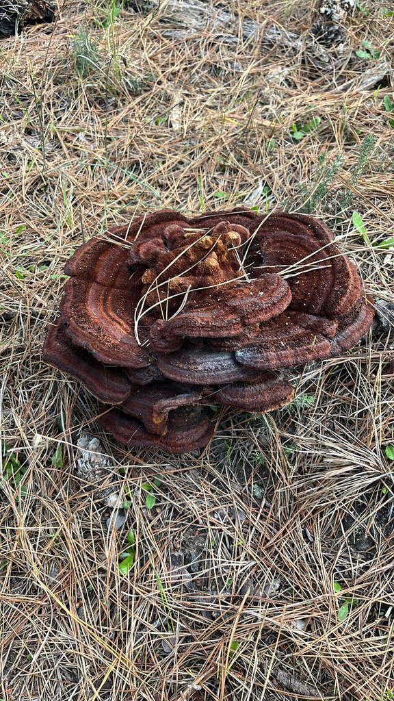 Phaeolus hispidoides · December 2025 · photo: © nelsonb (iNaturalist, cc-by)