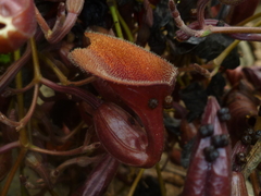 Aristolochia maxima