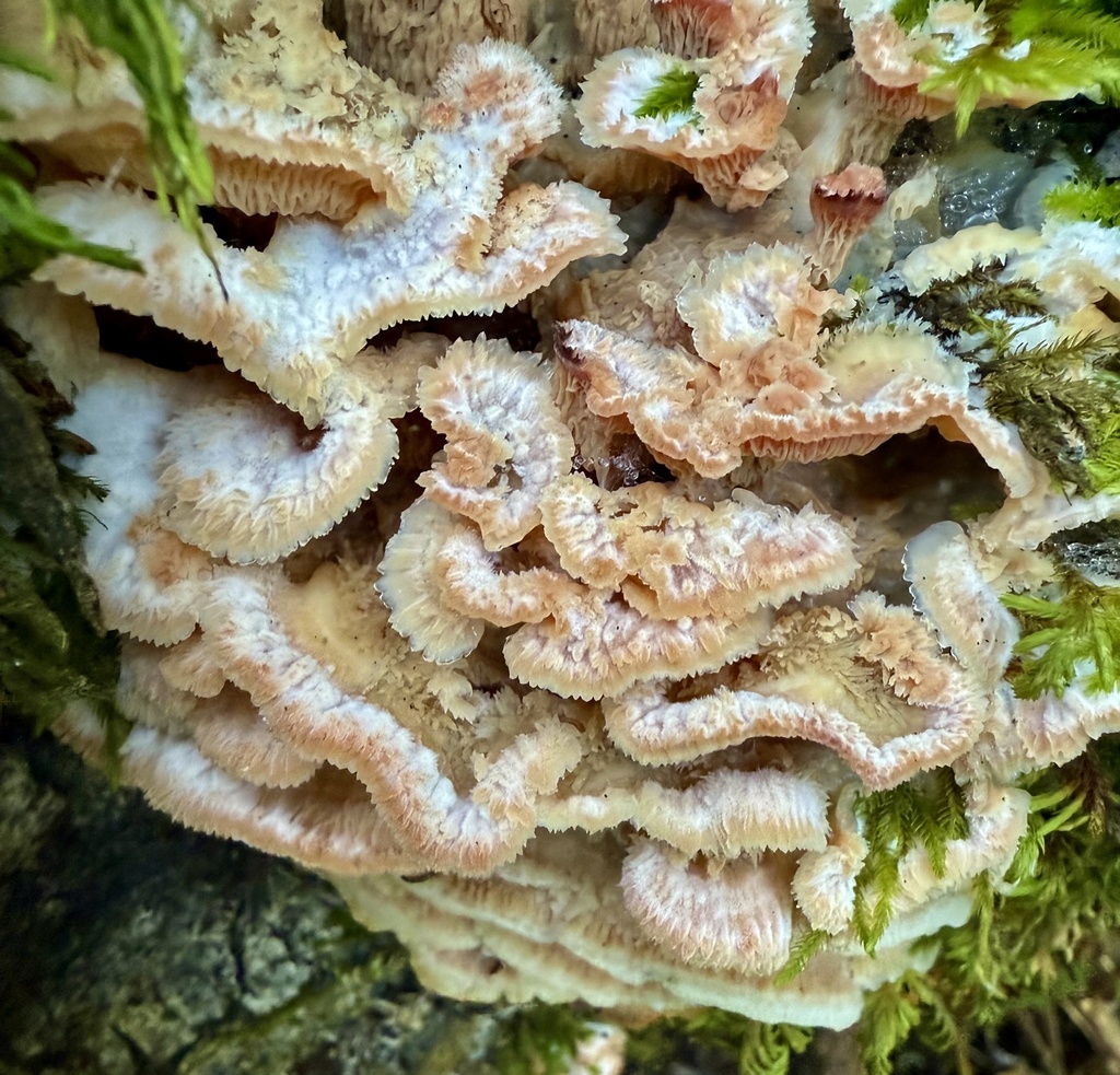 Merulius tremellosus · December 2025 · photo: © hllrnnr (iNaturalist, cc0)