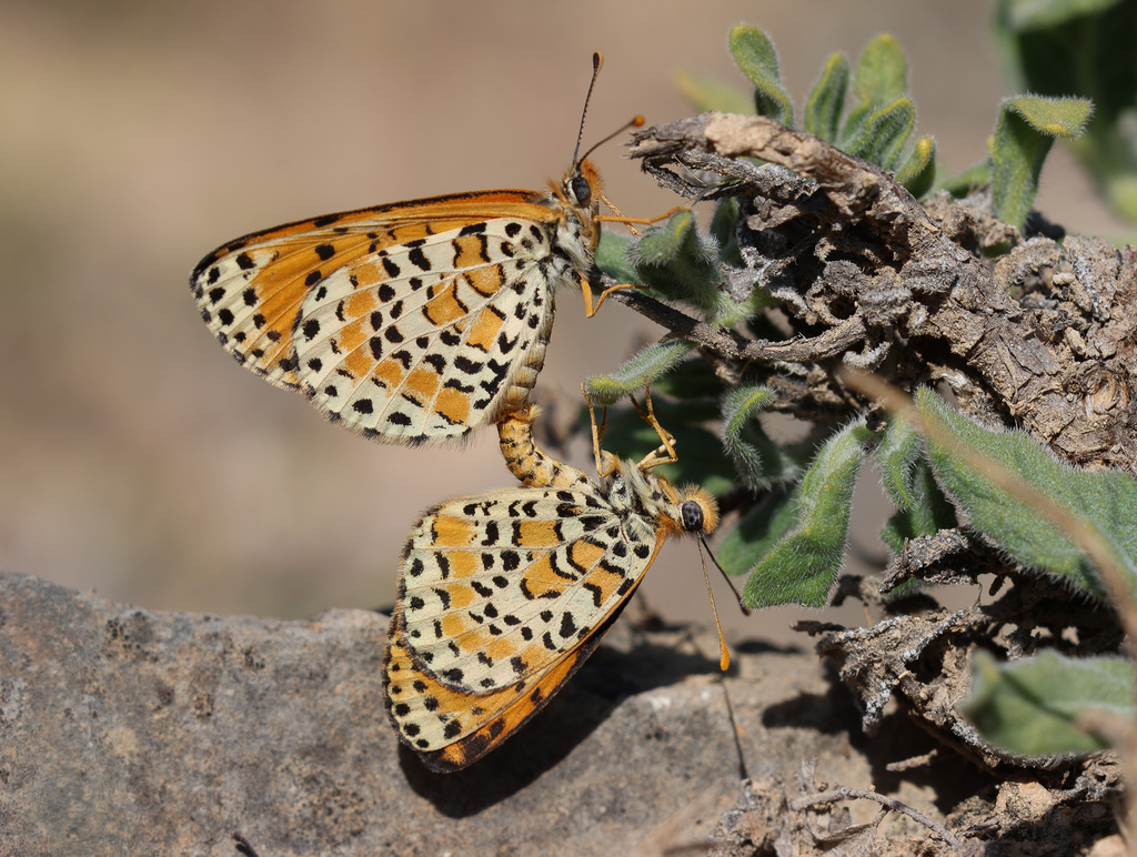 African fritillary