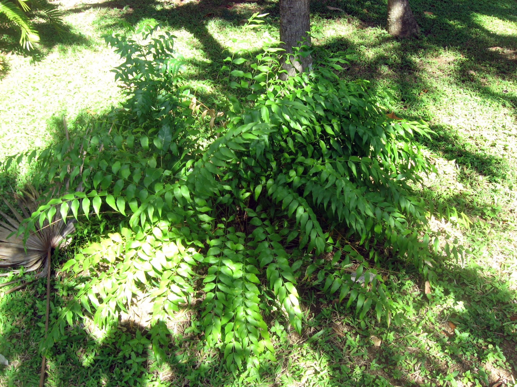 Zamia vazquezii