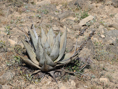 Aloe dhufarensis, photograph (c) Joey Bom, some rights reserved (CC BY)