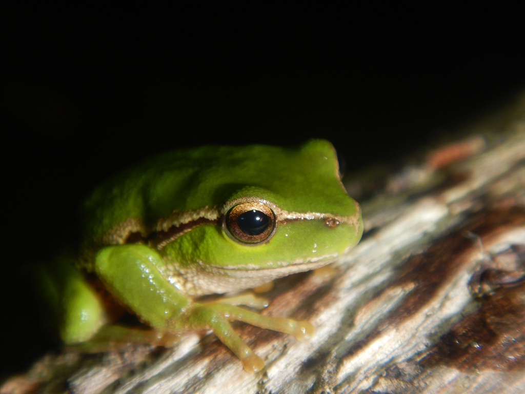Southern Leaf Green Tree Frog (Dryopsophus nudidigitus)