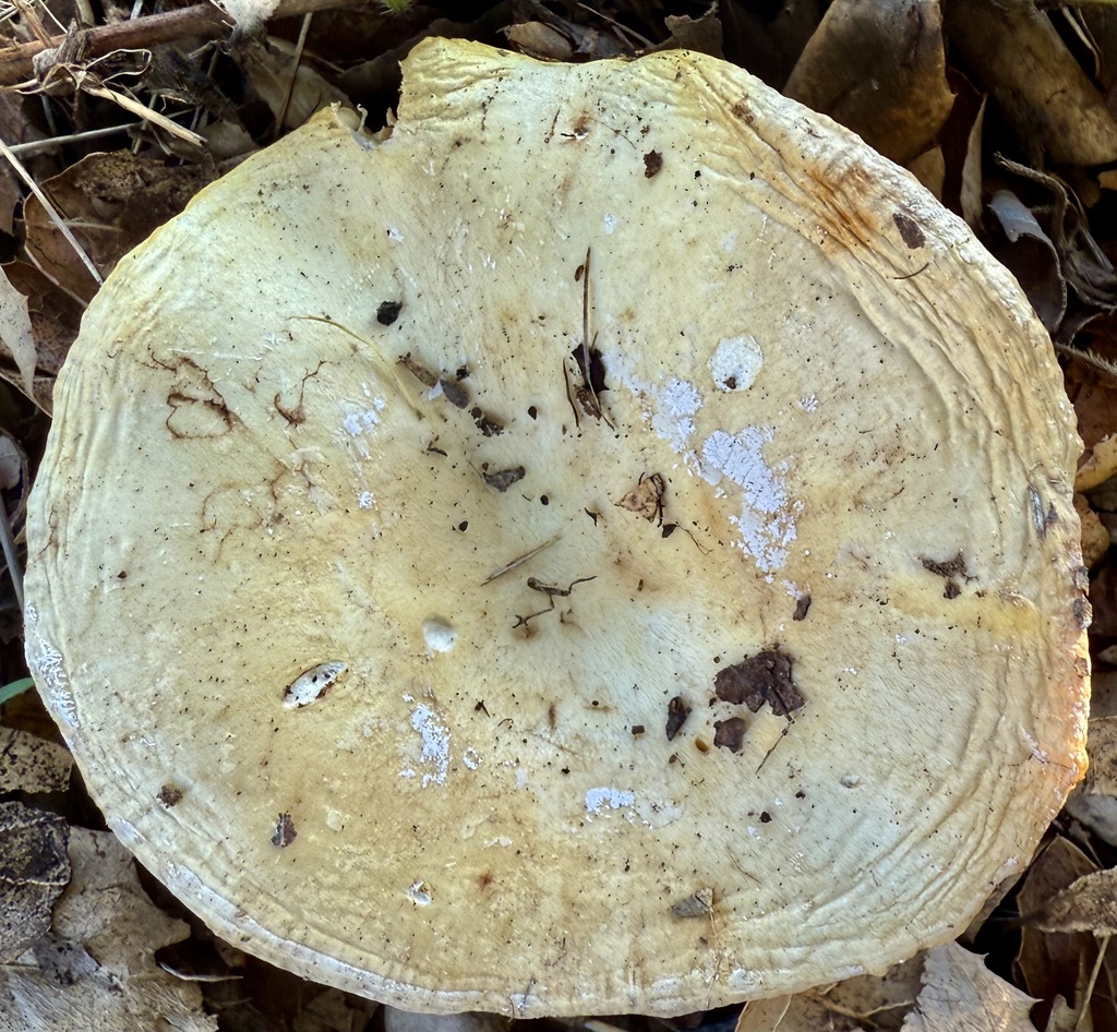 Lactarius alnicola · December 2025 · photo: © hllrnnr (iNaturalist, cc0)
