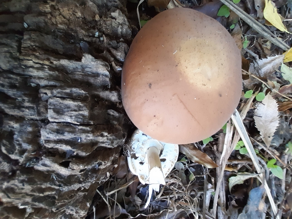 Cyclocybe parasitica · December 2025 · photo: © eleanor_bissell (iNaturalist, cc-by)