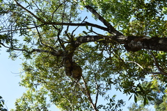 Hydnophytum formicarum