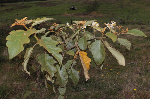 Devil's-fig (Solanum asperolanatum)