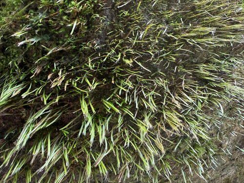 Bryoxiphium japonicum observed 2025-10-16