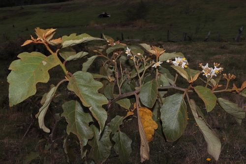 Solanum asperolanatum, photograph 1