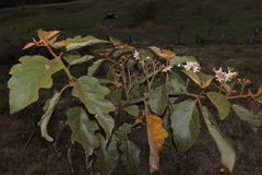 (c) Paúl Gonzáles, some rights reserved (CC BY) Solanum asperolanatum, photograph (c) Paúl Gonzáles, some rights reserved (CC BY)
