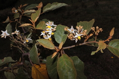 (c) Paúl Gonzáles, some rights reserved (CC BY) Solanum asperolanatum, photograph (c) Paúl Gonzáles, some rights reserved (CC BY)