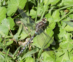 Rhionaeschna marchali