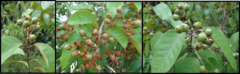 Vismia guianensis