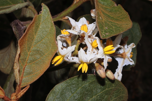Solanum asperolanatum, photograph 3