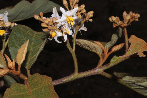 Solanum asperolanatum, photograph 4