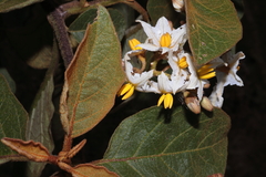 (c) Paúl Gonzáles, some rights reserved (CC BY) Solanum asperolanatum, photograph (c) Paúl Gonzáles, some rights reserved (CC BY)