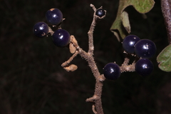 Solanum asperolanatum, photograph (c) Paúl Gonzáles, some rights reserved (CC BY)