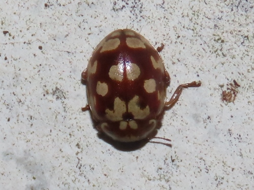 18-spot Ladybird, Scheveningen, Den Haag, Nederland, photo 5 of 10