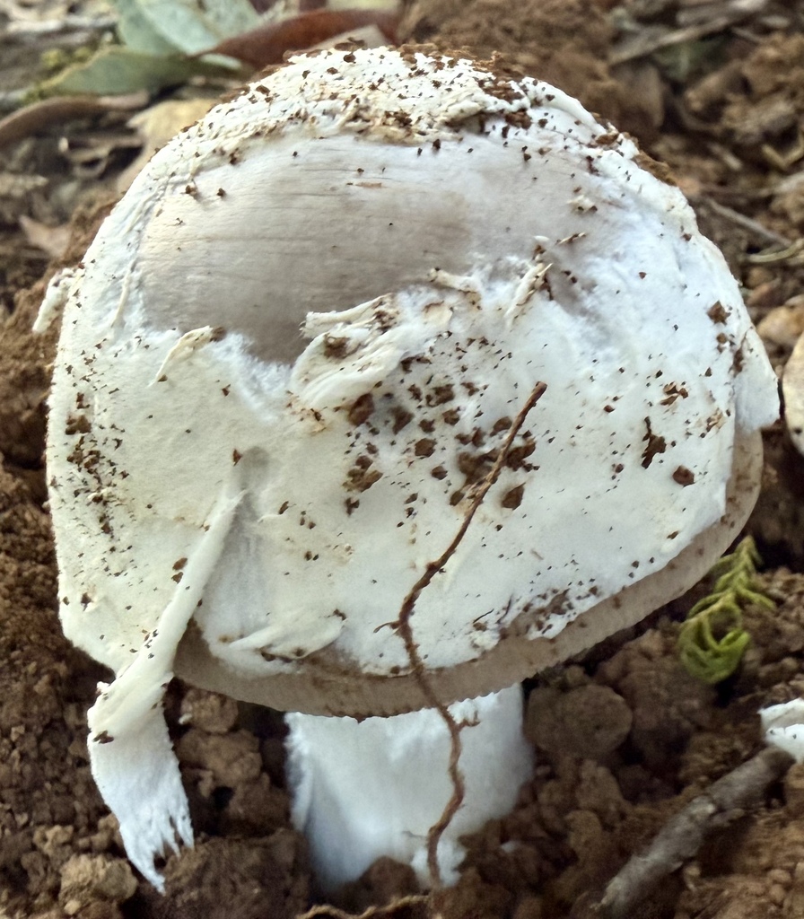 Amanita constricta · December 2025 · photo: © hllrnnr (iNaturalist, cc0)