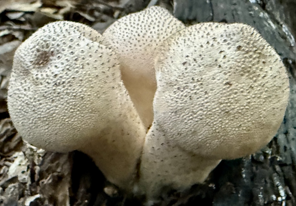 Lycoperdon perlatum · December 2025 · photo: © hllrnnr (iNaturalist, cc0)