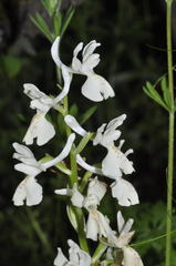 Orchis provincialis