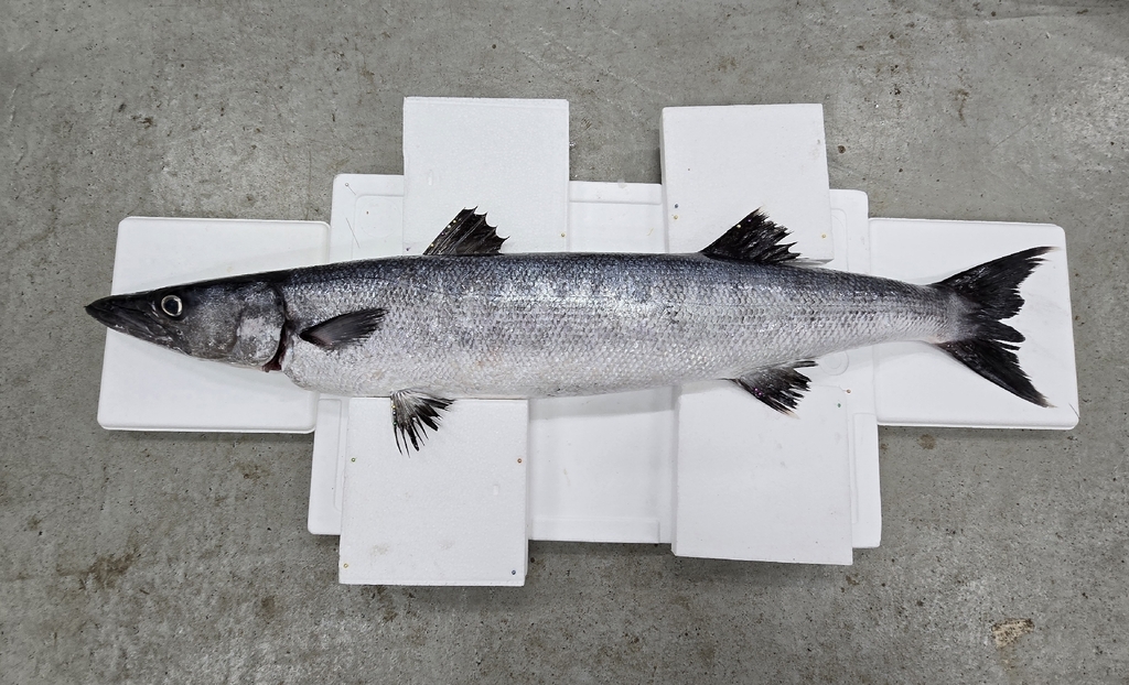 Arabian Barracuda