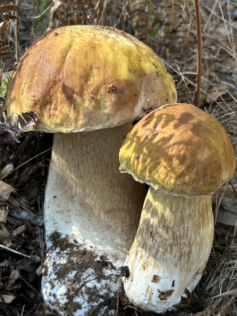 Boletus edulis grandedulis