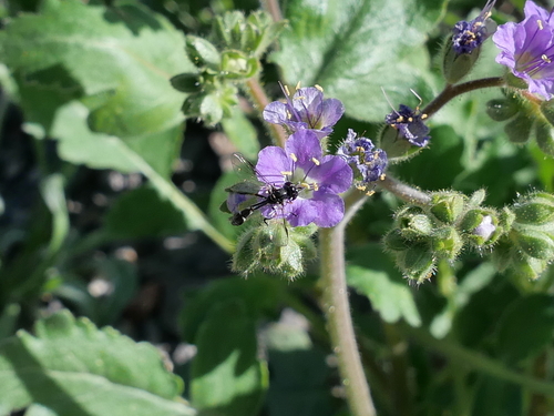Unknown species found near Tempe, AZ, USA