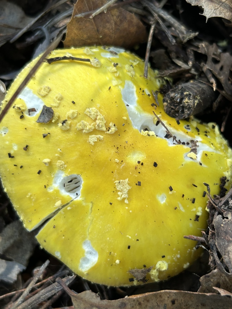 Amanita augusta · December 2025 · photo: © aheyman1 (iNaturalist, cc0)