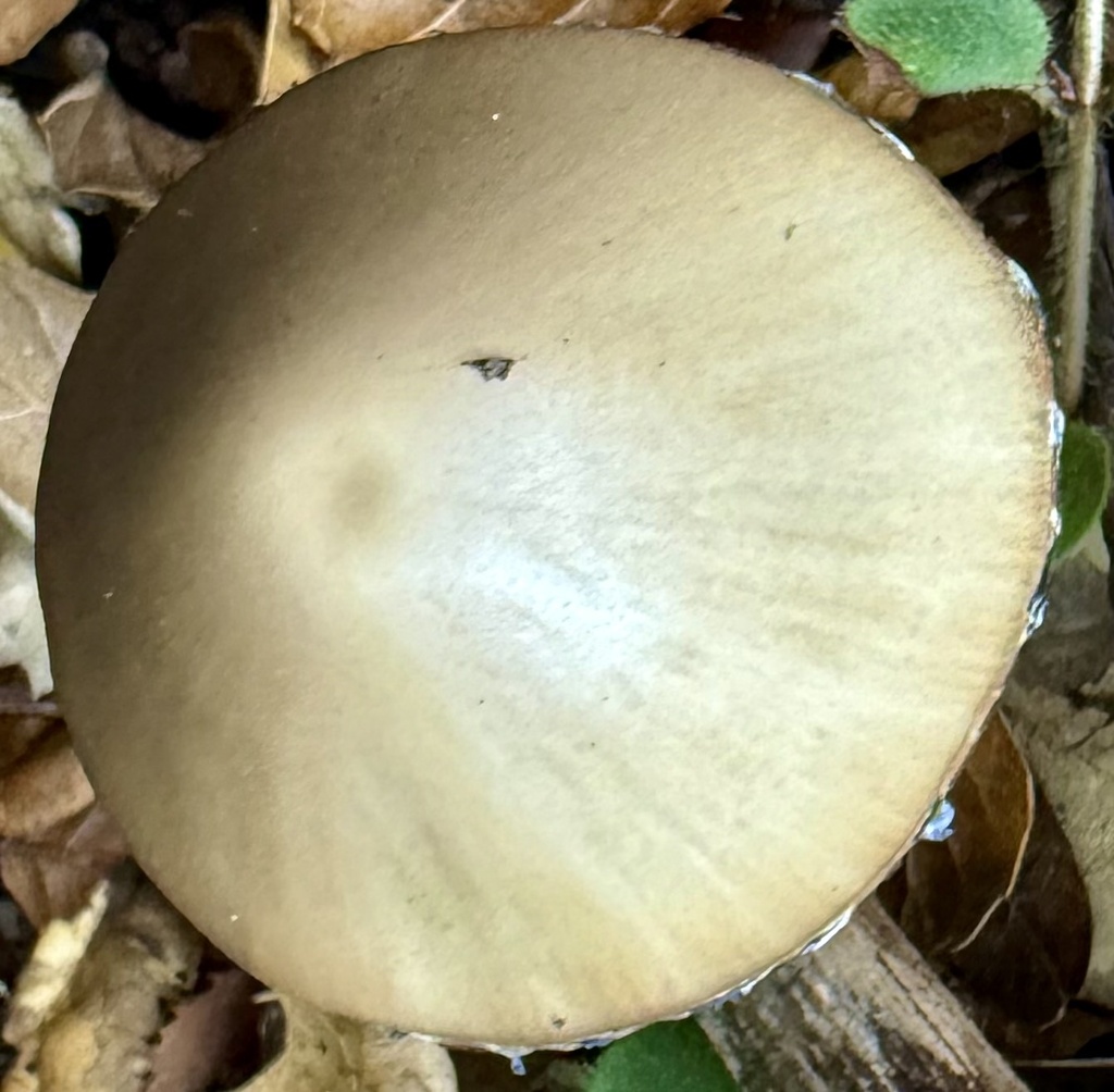 Psathyrella longipes · December 2025 · photo: © hllrnnr (iNaturalist, cc0)