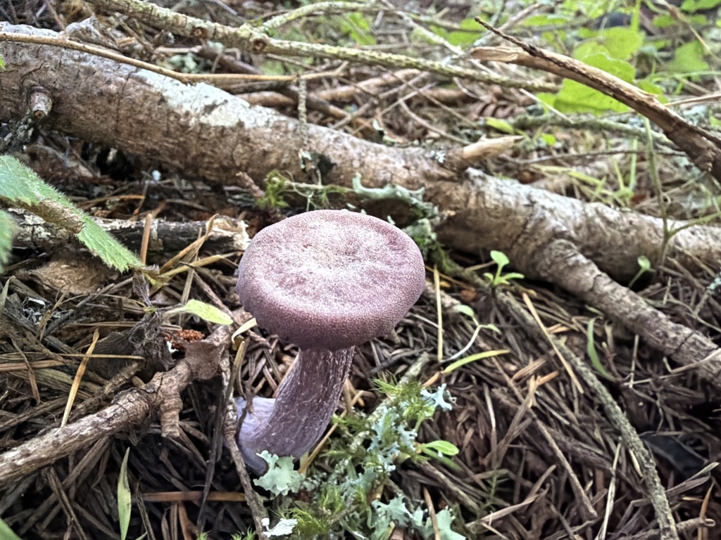 Laccaria amethysteo-occidentalis · December 2025 · photo: © anishavita (iNaturalist, cc-by)