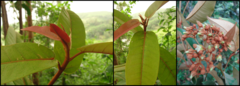 Vismia guianensis