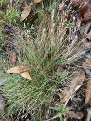 author not stated, no rights reserved Eleocharis baldwinii, photograph author not stated, no rights reserved
