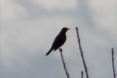 Turdus migratorius