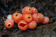 Microstoma protractum