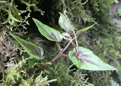 Peperomia paradoxa