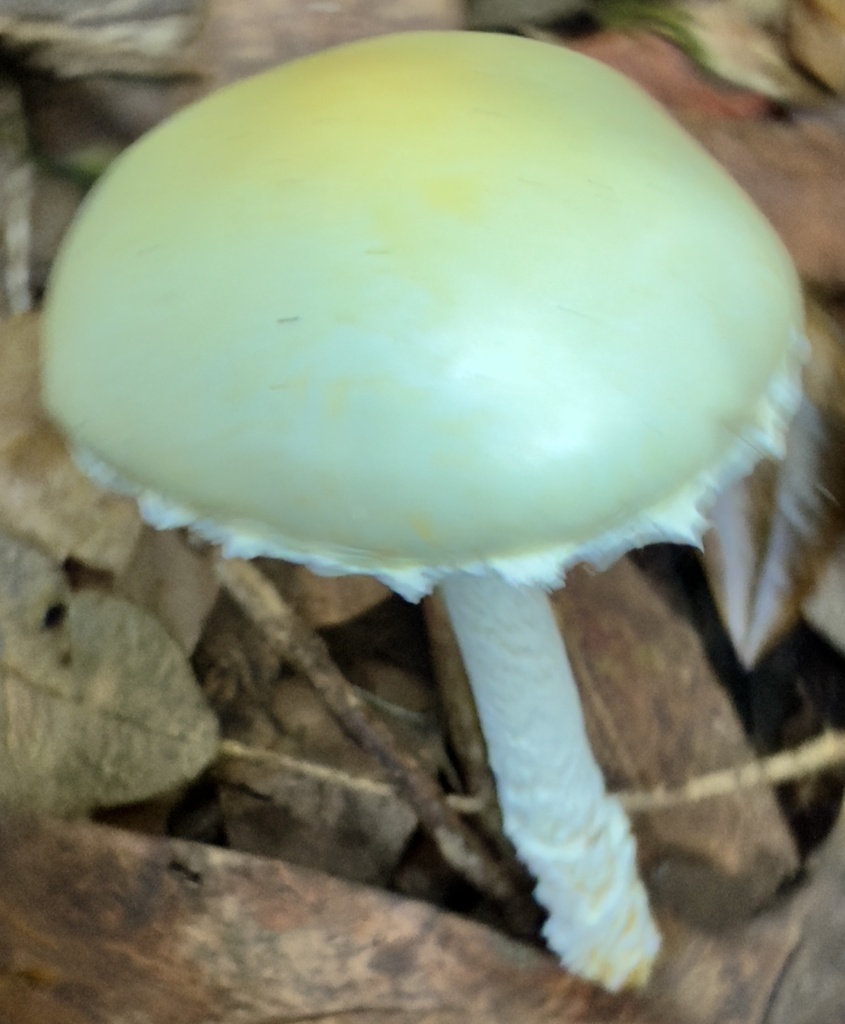 Stropharia ambigua · December 2025 · photo: © hllrnnr (iNaturalist, cc0)