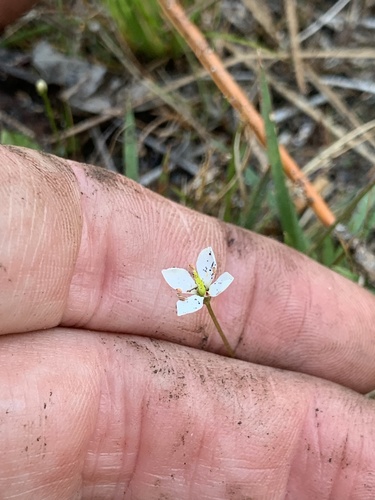 White screwstem (Bartonia verna)