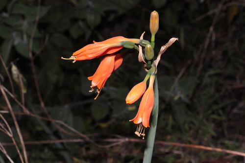 Stenomesson miniatum