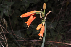 Stenomesson miniatum