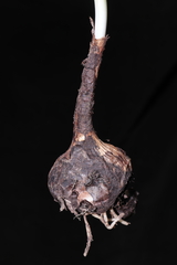 Stenomesson miniatum, photograph (c) Paúl Gonzáles, some rights reserved (CC BY)