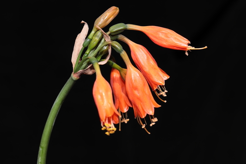 Stenomesson miniatum, photograph 4